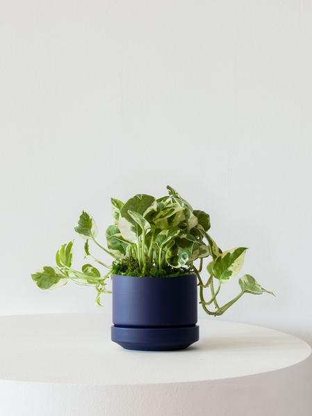 Potted Plant N'joy Pothos Variegated Midnight Blue Ceramic Planter