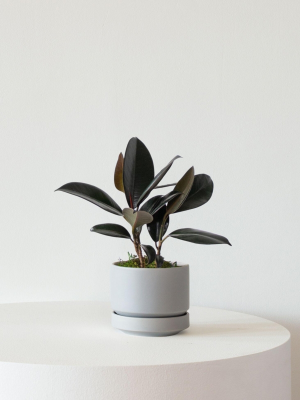 Potted Plant Rubber Plant Glossy Foliage Matte Gray Ceramic Pot