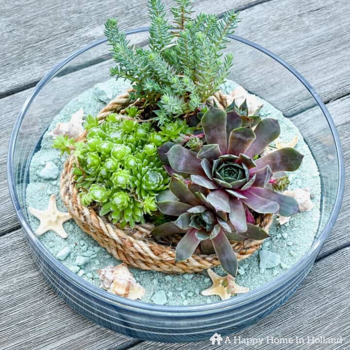 Potted Plant Succulent Variety Fishnet Wrapping Shell Embellishment