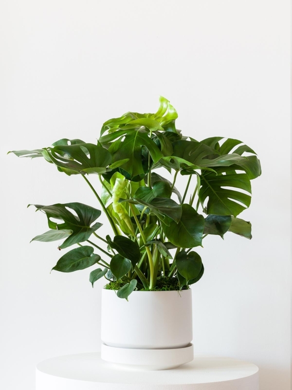 Potted Plant Variegated Snake Plant Matte White Cylindrical Planter