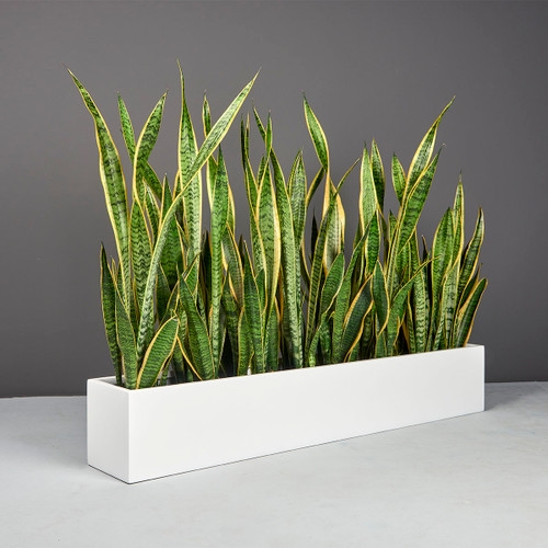 Rectangular Planter Charcoal Grey Matte Tall Narrow Silhouette