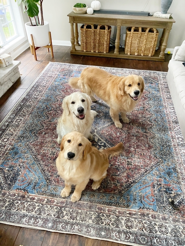 Area Rug, Distressed Blue Vintage Style, Pet-Friendly