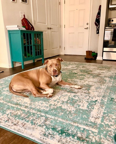Area Rug, Gray and Cream, Pet-Friendly Texture, Geometric