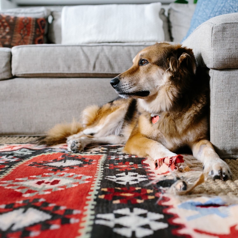 Area Rug, Modern Bohemian Styling, Pet-Friendly, Geometric