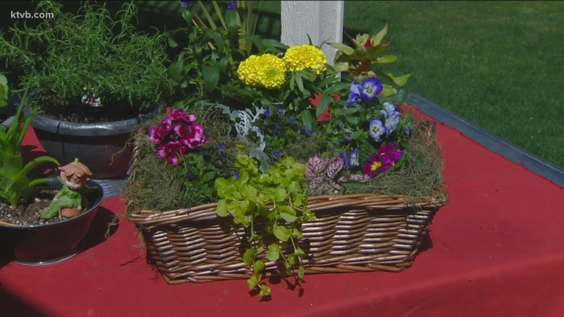 Hanging Basket Spherical Shape Vibrant Bicolor Blooms Lush Garden Idea