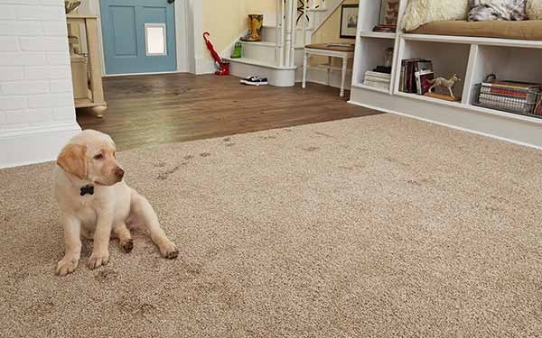 Sectional Sofa, Textured Gray Wall to Wall Carpet, Pet-Friendly