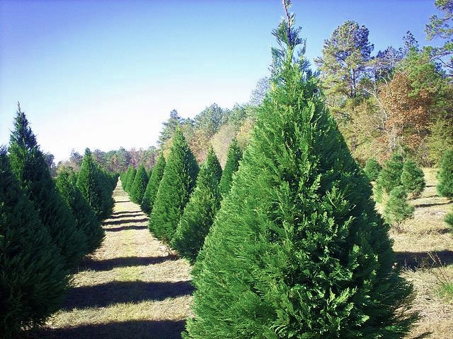 Christmas Tree having Dense Foliage and a Full Profile Silhouette