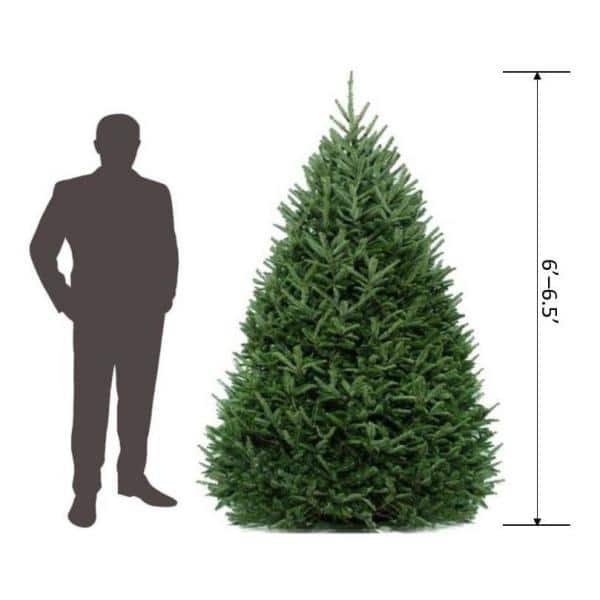 Christmas Tree Live Fraser Fir Freshly Cut Dense Foliage Natural