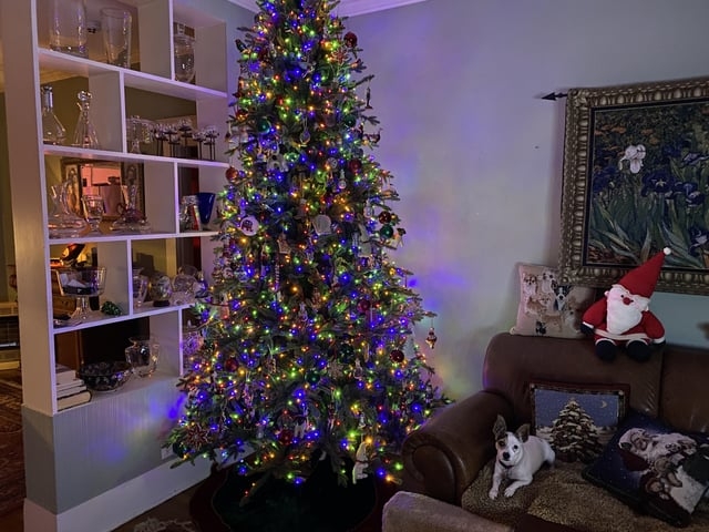 Christmas Tree with Dense Branches, Stone Fireplace Context