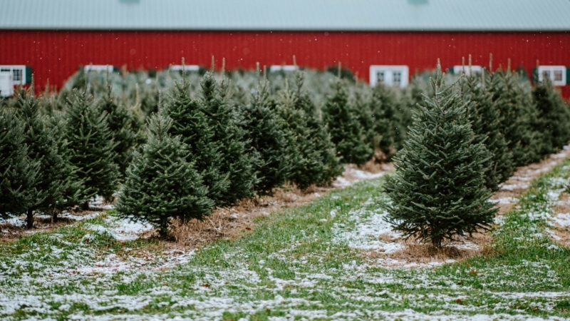 Conical Evergreen Trees showing Linear Planting Rows in Farm Layout