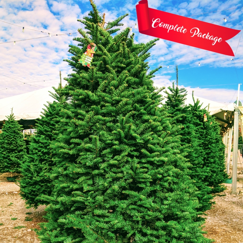 Decorated Noble Fir Christmas Tree with Classic Red and Gold Theme