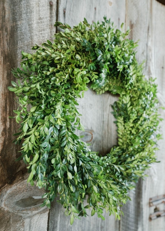 Dense Boxwood Holiday Wreath accented with a Red Velvet Bow