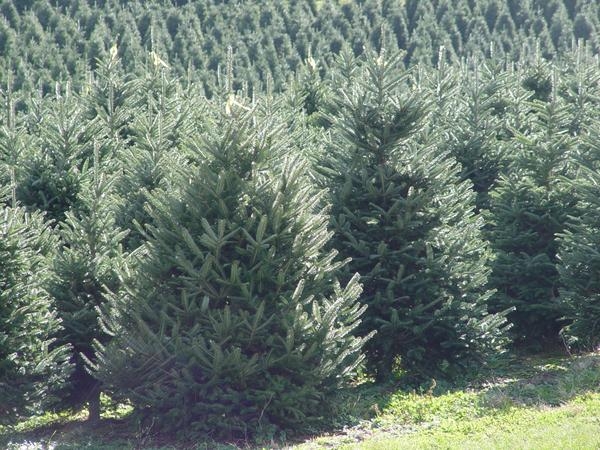 Field Grown Evergreen Tree with Symmetrical Form and Dense Foliage