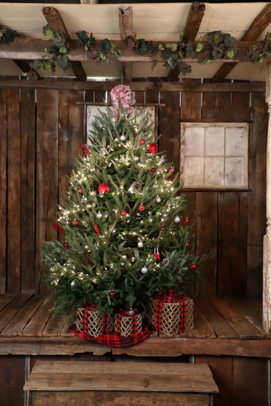 Fraser Fir Christmas Tree featuring Rustic Burlap Wrapped Base