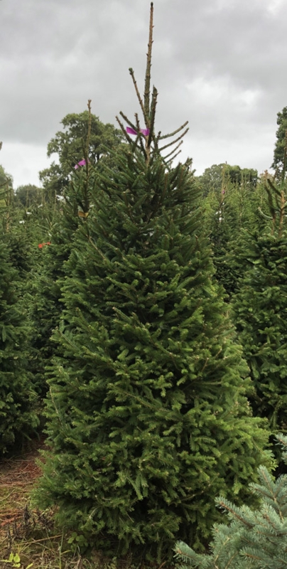 Fresh Cut Norway Spruce Tree Farm Pyramidal Silhouette Outdoor Setting