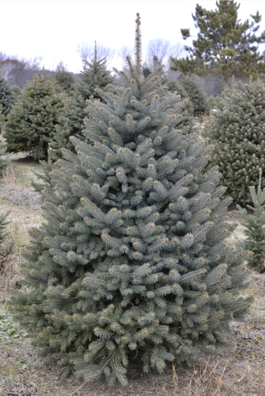 Full Blue Spruce Christmas Tree Traditional Holiday Living Room Decor