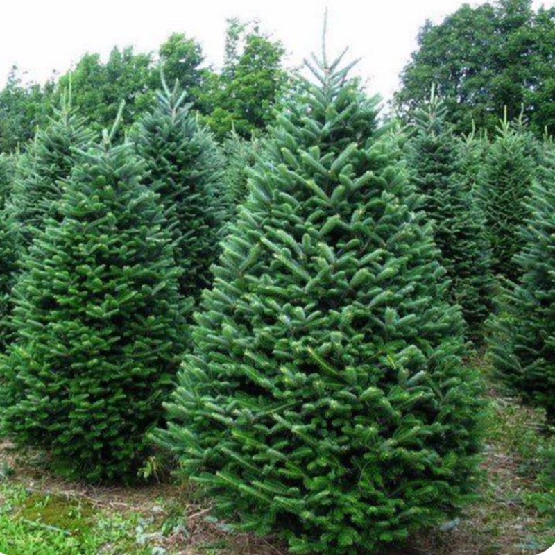 Full Bodied Balsam Fir Christmas Tree with Metal Stand