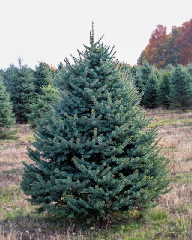 Full Bodied Colorado Blue Spruce Tree Dense Blue Green Foliage