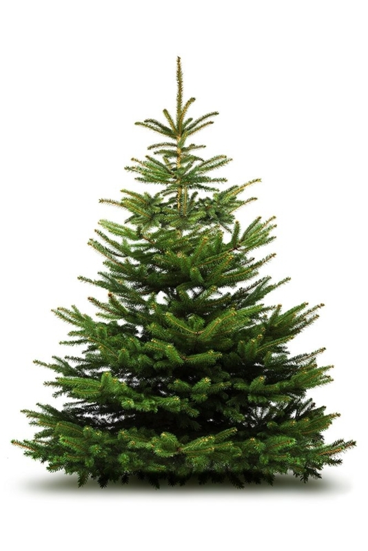 Full Bodied Nordman Fir Christmas Tree with Symmetrical Growth