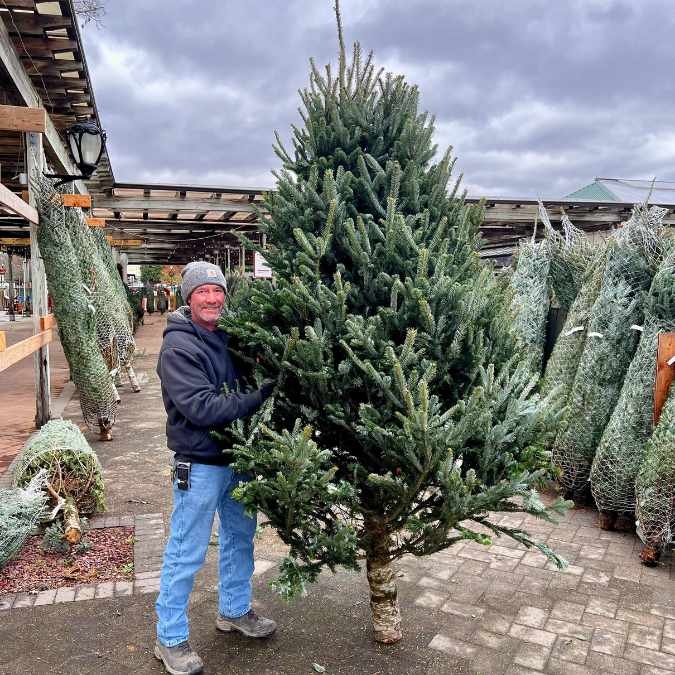 Grand Scale Real Fraser Fir Christmas Tree with Dense Needles