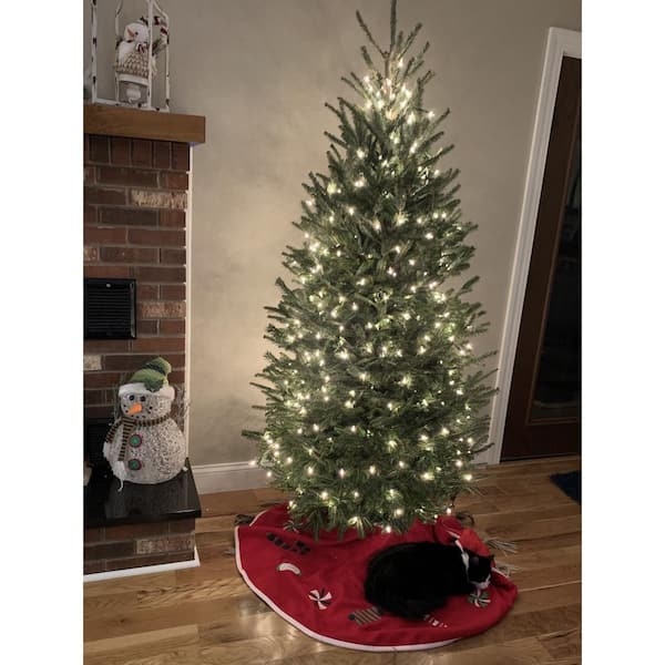 Live Christmas Tree Fresh Cut Fraser Fir Dense Forest Green