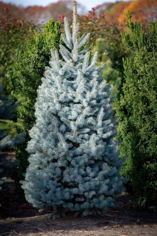 Live Potted Colorado Blue Spruce Tree Small Space Evergreen Garden