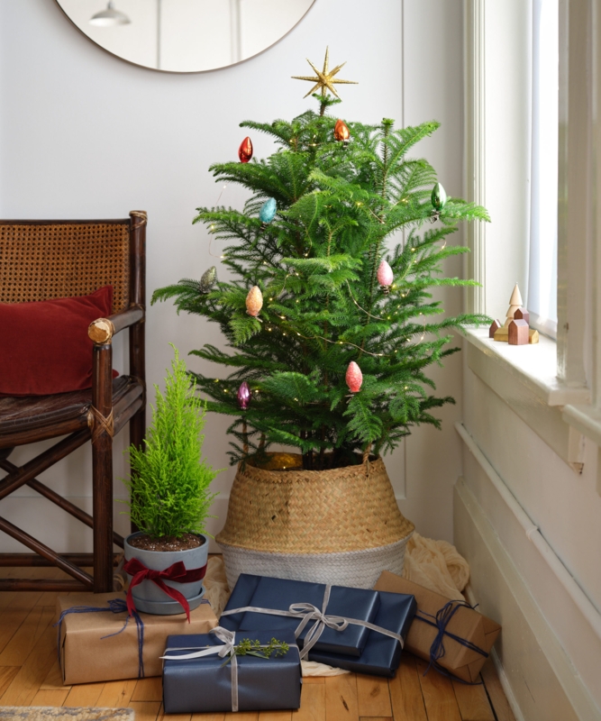 Living Christmas Tree Norfolk Island Pine Textured Stone Like Pot