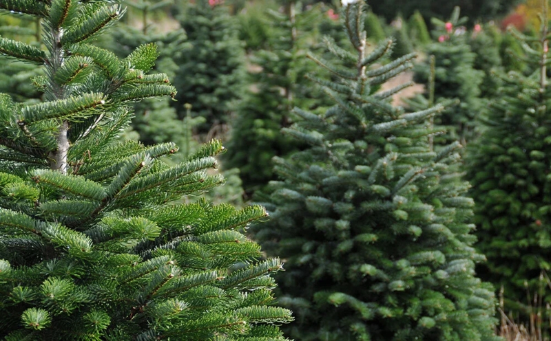 Majestic Norway Spruce Tree Landscape with Pendulous Branches Garden