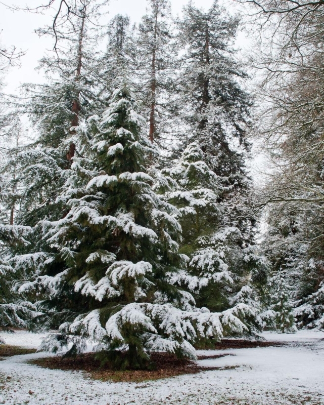 Mature Conifer Tree with Snow Covered Branches in Winter Park Setting