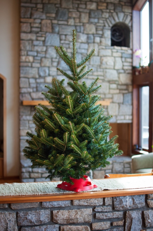 Miniature Fraser Fir Tabletop Christmas Tree with Burlap Base