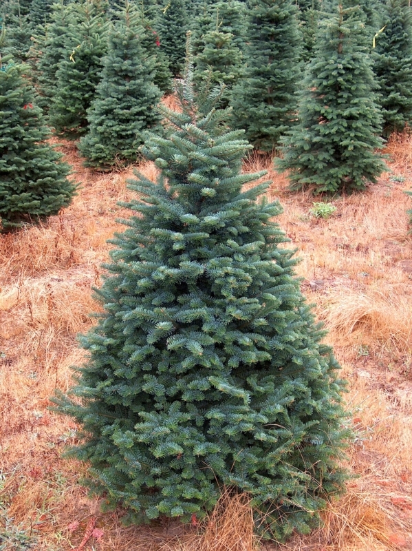 Minimalist Tabletop Noble Fir Christmas Tree on Herringbone Floor