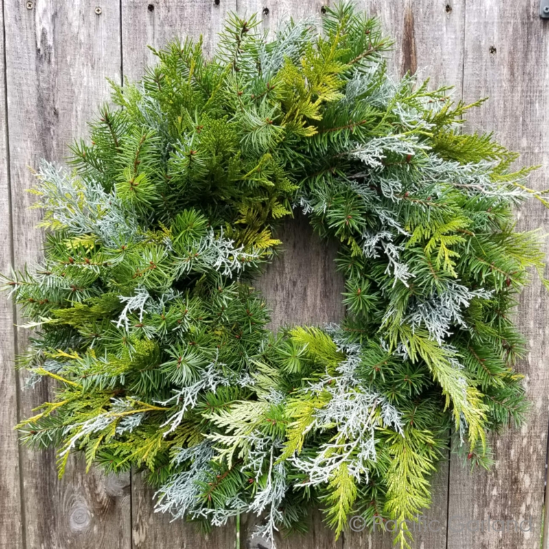 Mixed Evergreen Wreath with an Unadorned Natural Look and Dense Layering