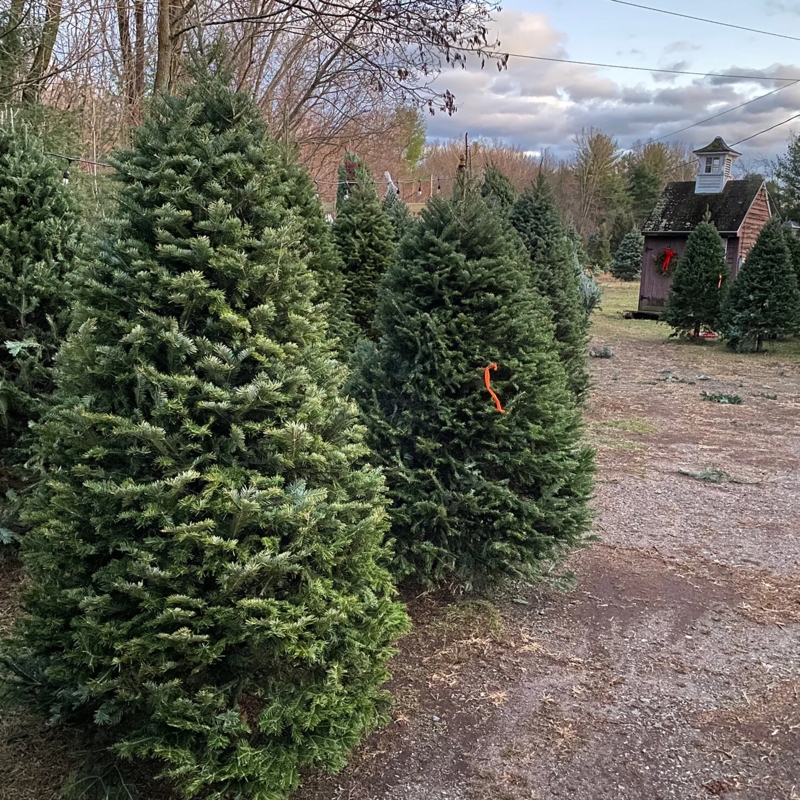 Outdoor Real Balsam Fir Christmas Tree with Warm String Lights on Porch