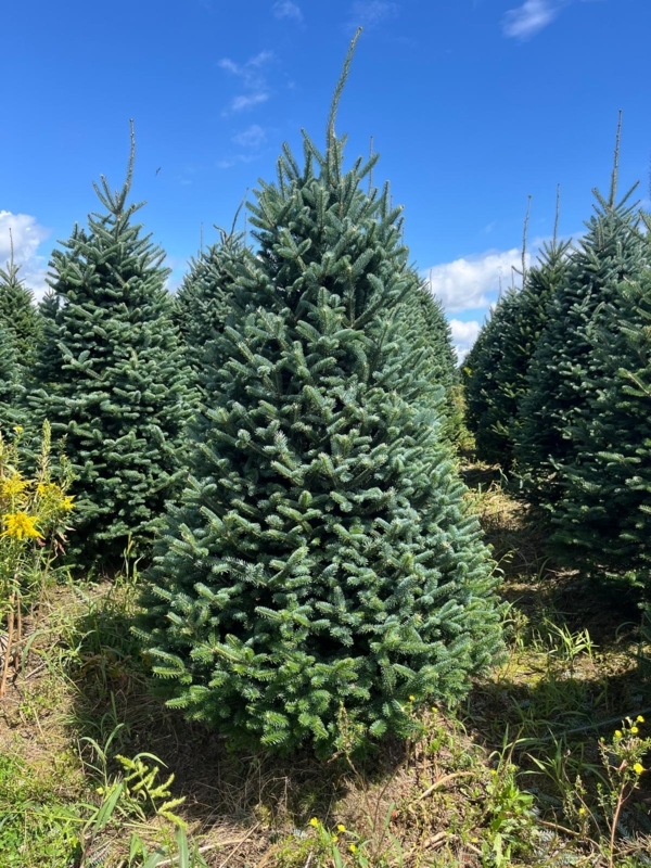 Premium Fresh Cut Fraser Fir Christmas Tree with Symmetrical Taper