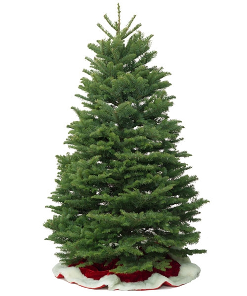 Pyramidal Noble Fir Christmas Tree with Silvery Blue Green Foliage