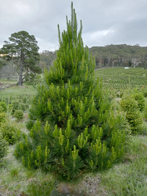 Radiata Pine Christmas Tree with Lush Fullness on Wooden X-Frame Base