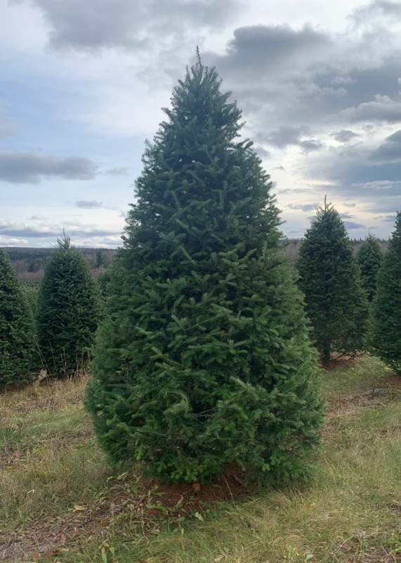 Real Balsam Fir Christmas Tree set in a Rustic Wooden Crate Stand
