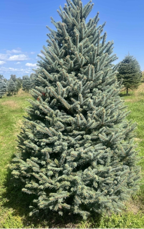 Real Blue Spruce Christmas Tree Outdoor Holiday Display on Wooden Deck