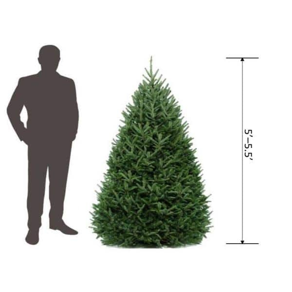 Real Christmas Tree Fraser Fir Hearth Styling Red Accents Warm Glow