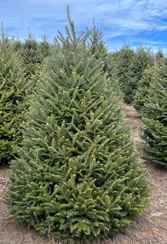 Real Evergreen Christmas Tree in Outdoor Tree Farm Setting