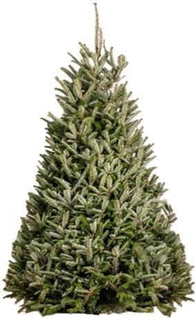 Real Evergreen Christmas Tree with Dense Conical Silhouette from Nursery