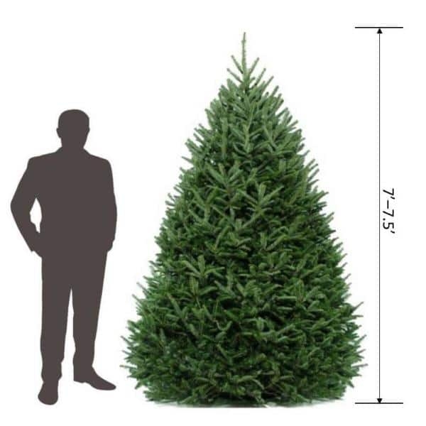 Real Fraser Fir Christmas Tree 8 Foot Conical Silhouette