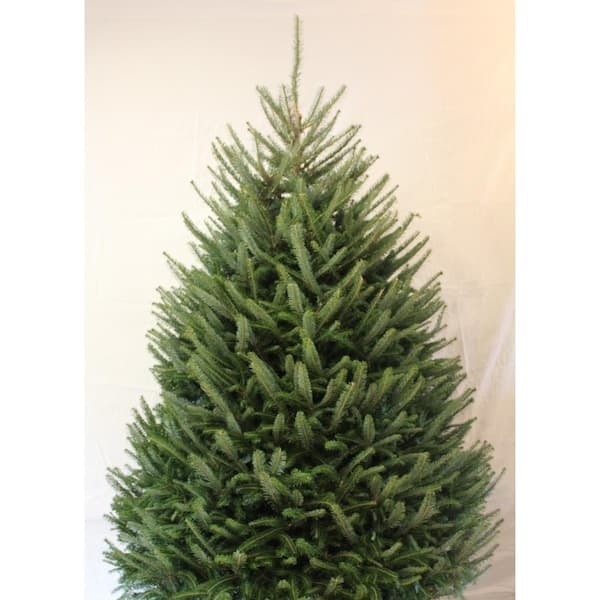 Real Fraser Fir Christmas Tree Outdoor Symmetrical Form