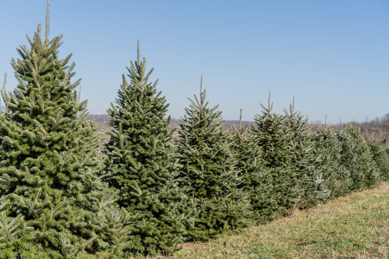 Real Fraser Fir Christmas Tree with Star Topper and Mixed Baubles