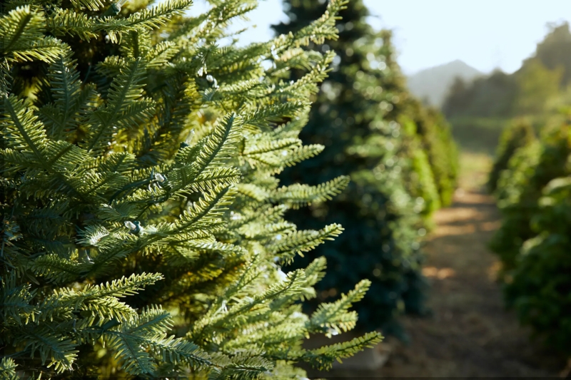 Realistic Conifer Tree with Integrated Warm White Lights