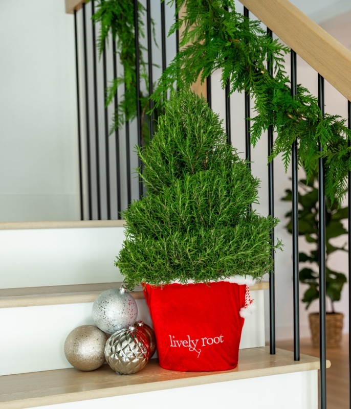 Rosemary Topiary Spiral Shape Living Herb Rustic Farmhouse Red Bow