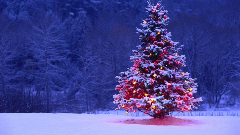 Rustic Evergreen Christmas Tree with Red Baubles and Stone Fireplace
