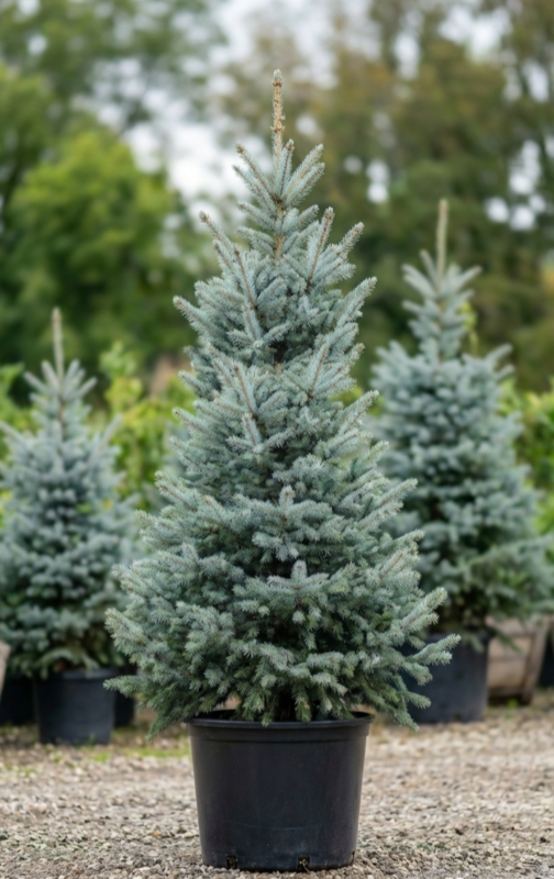 Silvery Blue Spruce Christmas Tree Minimalist Festive Styling