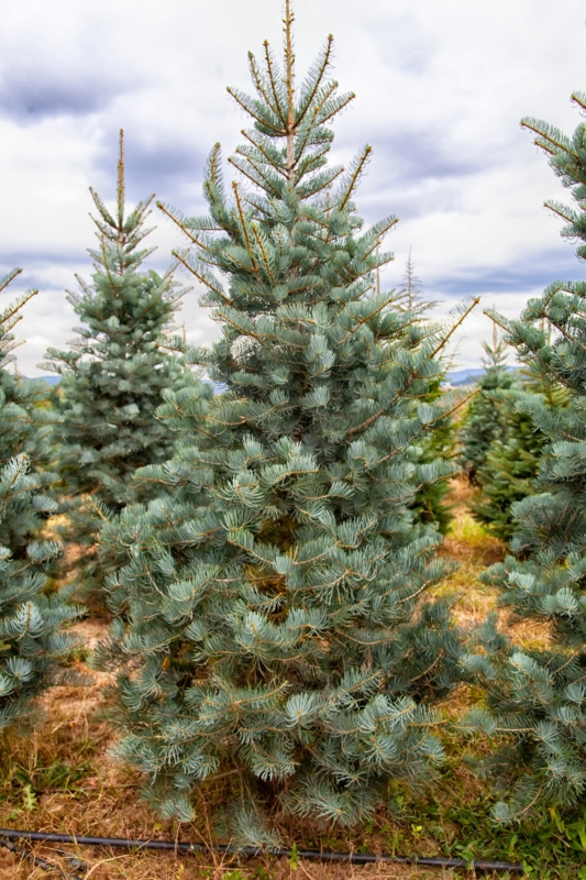 Silvery Green Concolor Fir Christmas Tree Next to Stone Hearth