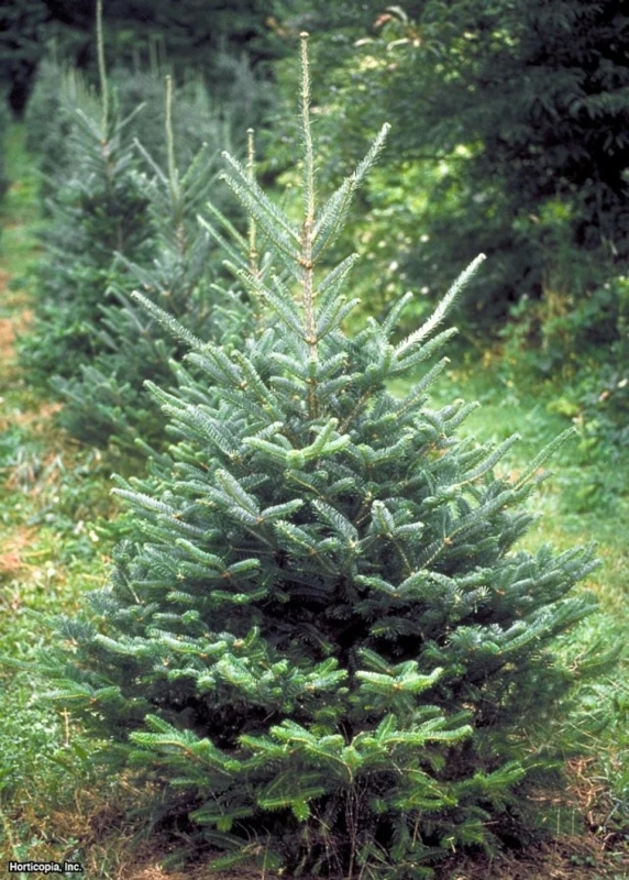 Small Potted Christmas Tree in a Textured Charcoal Planter Base
